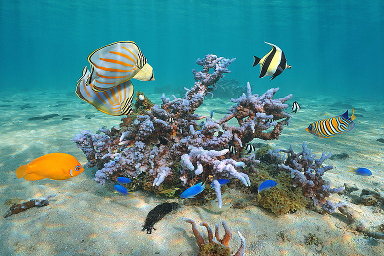 Dieses Bild zeigt eine lebendige Unterwasserlandschaft in den Cook Islands. Im Zentrum des Bildes befindet sich eine farbenfrohe Korallenstruktur, die von verschiedenen tropischen Fischarten umgeben ist. Zu sehen sind unter anderem bunte, blau leuchtende Fische sowie gestreifte und leuchtend gelbe Arten, die elegant durch das klare, türkisfarbene Wasser gleiten. Die Korallen, in Violett- und Blautönen, schaffen einen faszinierenden Kontrast zur sandigen Meeresoberfläche. Das klare Wasser erlaubt eine klare Sicht auf die Details dieses artenreichen und exotischen Unterwasserökosystems.