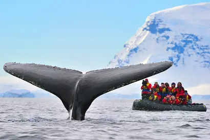 Walfluke ragt aus eisigem Meer vor Schneebergen, daneben ein rotes Expeditionsboot.