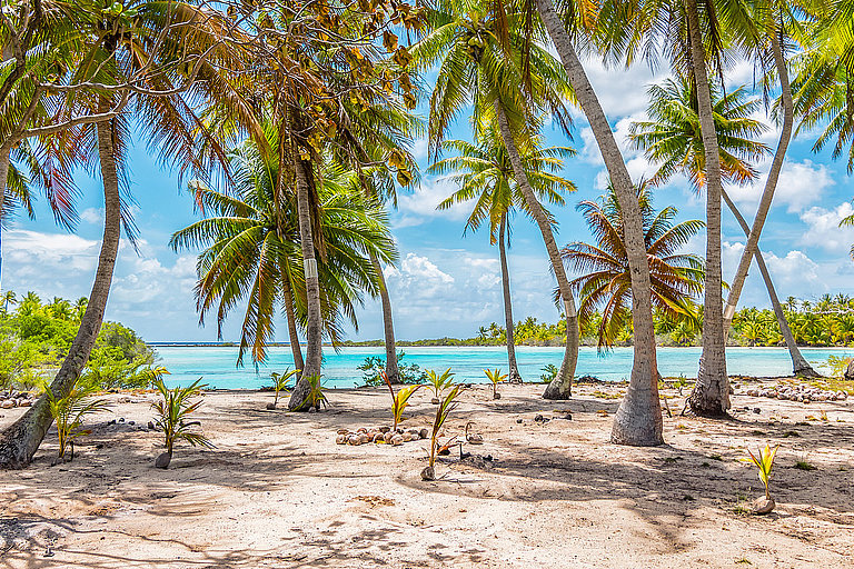 Blick auf das türkisblaue Wasser durch viele Palmen auf einem schönen Strand.