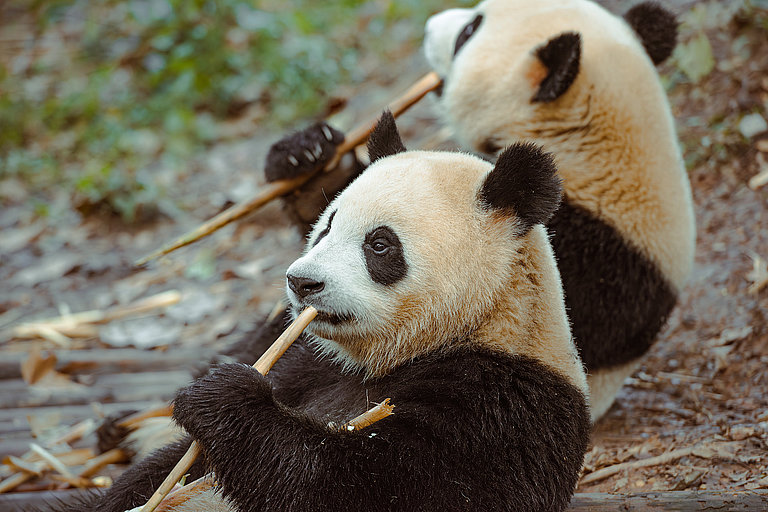 Zwei Pandas sitzen nebeneinander und essen genüsslich ihren Bambus.
