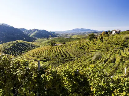 Sonnige Weinberge mit grünen Reben und sanften Hügeln im Hintergrund.