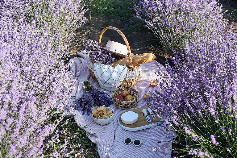 Wicker basket with tasty food for romantic picnic in lavender fi Picknickkorb mit Gebäck und Kaffee zwischen blühendem Lavendel aus der Vogelperspektive.