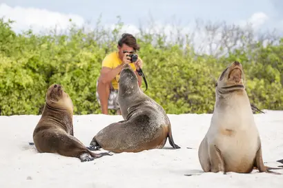 Young tourist taking a photo of sea lions lounging on the beach Drei Robben sitzen entspannt am hellen Strand vor grüner Küstenlandschaft.