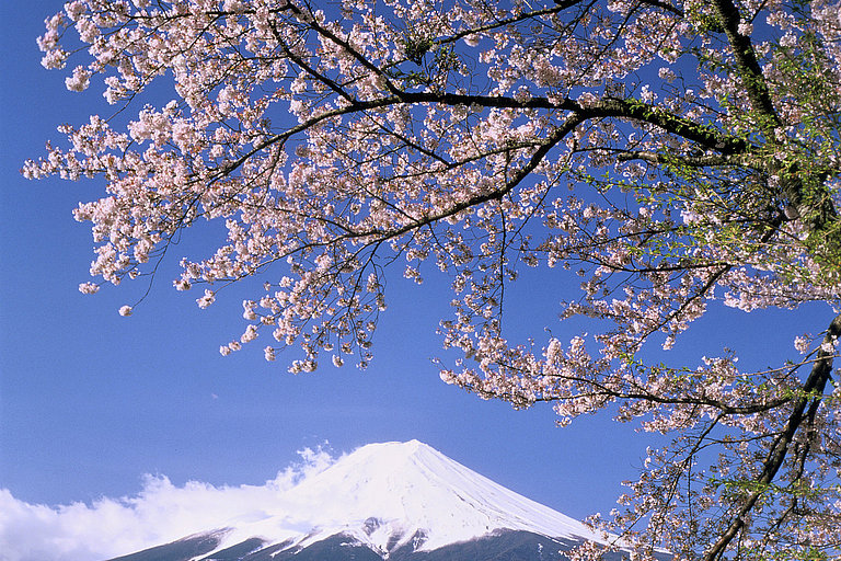 Das Bild zeigt Berg Fuji in Japan vor einem blühenden Kirschenblütenbaum