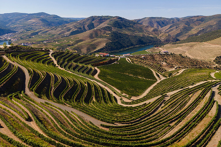 Terrassierte Weinberge im Douro-Tal mit grünen Reben und hügeliger Landschaft.