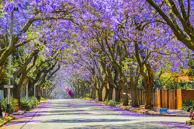 Baumallee mit violetten Blüten über einer langen, geraden Straße.