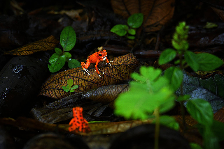Rotäugiger Frosch sitzt auf einem Ast im dunklen tropischen Regenwald.