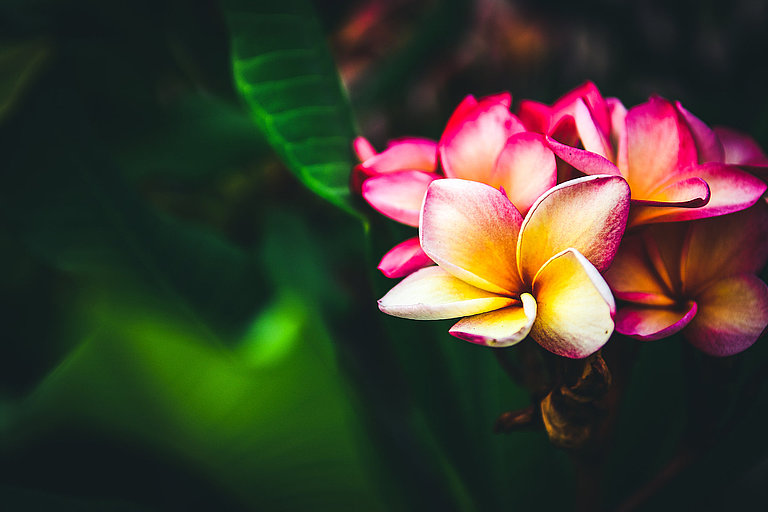 Bunte tropische Blüte im Sonnenlicht mit verschwommener grünen Pflanzen im Hintergrund.