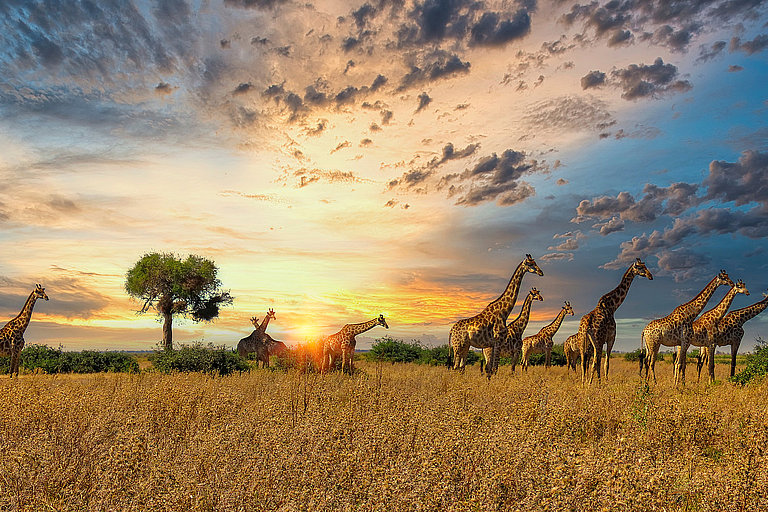 Weite Feldlandschaft mit Bäumen und Giraffen unter dem Abendhimmel von Botswana