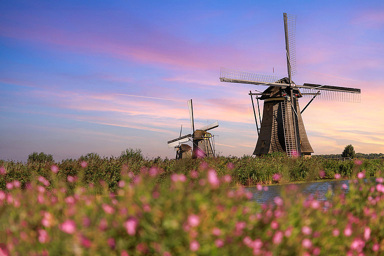 Windmühle hinter blühender Wiese bei stimmungsvollem Aabendhimmel.