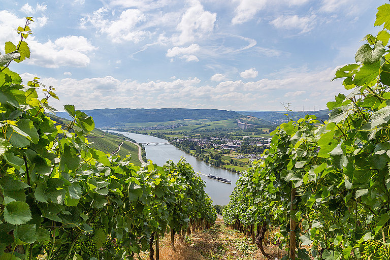 Blick durch Weinreben auf Fluss, Stadt und Hügel unter leicht bewölktem Himmel.