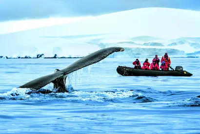 Wal taucht im eisigen Meer ab, daneben fährt ein Expeditionsboot mit Passagieren.