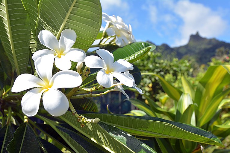 Weiße Blumen wachsen auf grüner Tropenlandschaft unter hellblauem Himmel.