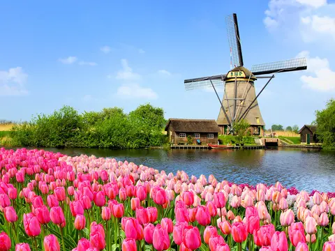Tulpenblüte in Holland & Belgien Amadeus Queen / Amadeus Aurea